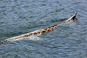 Texas Rat Snake